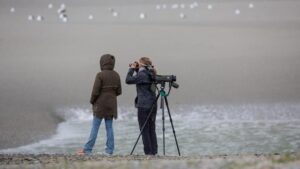 Deux personnes observent la baie aux jumelles depuis le rivage