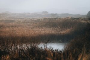 Marais côtier brumeux aux herbes dorées, en hiver